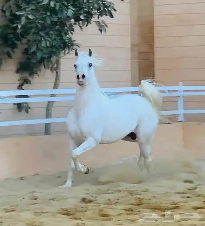 مربى دواجن خبرة أكثر من 15عام مصرى 9