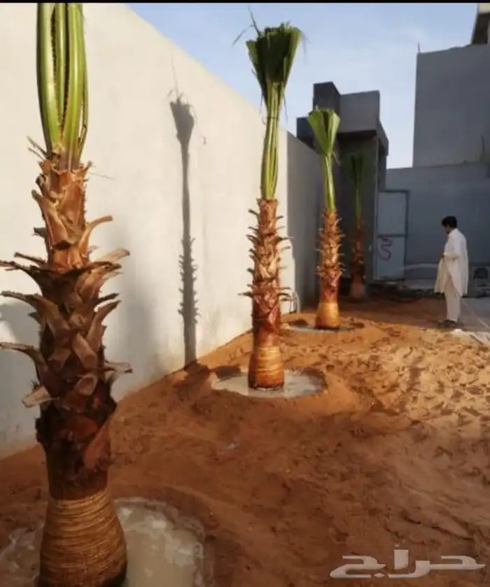 نخل واشنطونيا زينه 7