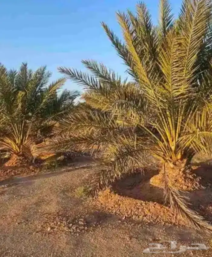 يوجد لدي نخل انواع طيبه 4