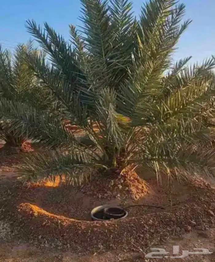 يوجد لدي نخل انواع طيبه 3