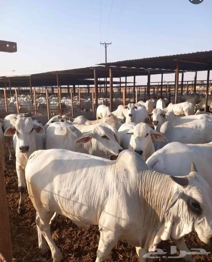 متوفر لدينا عجول برازيلى جذعان 0