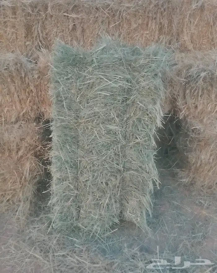 بلوبنك صافي 1