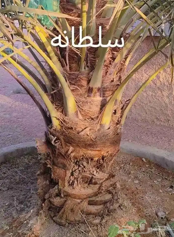 يوجد لدي نخل انواع طيبه 5