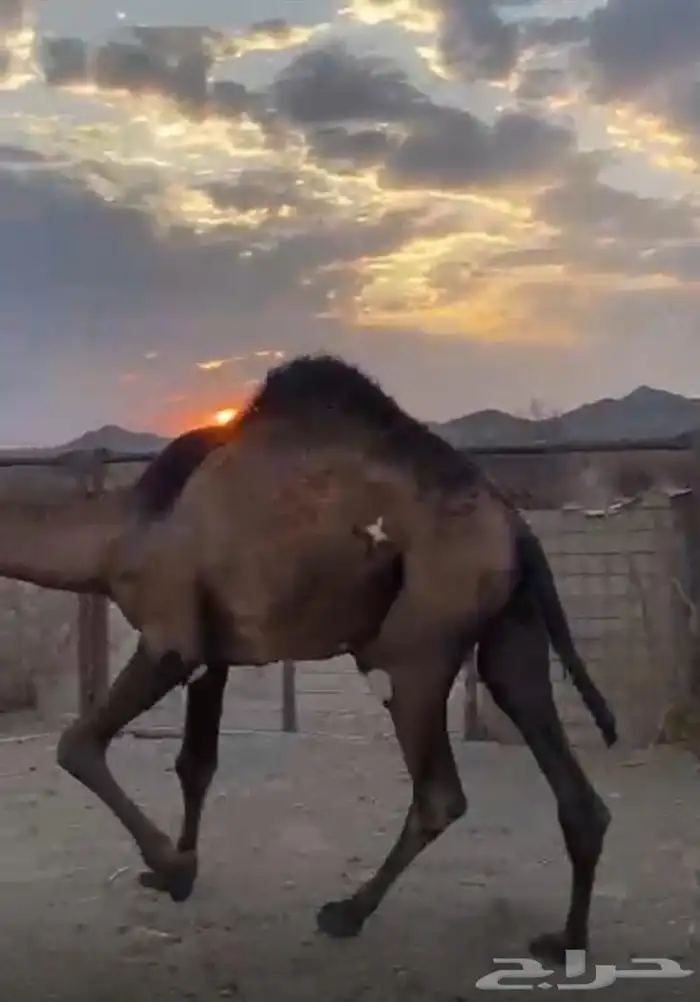 قعود عمره سنه سليم 0