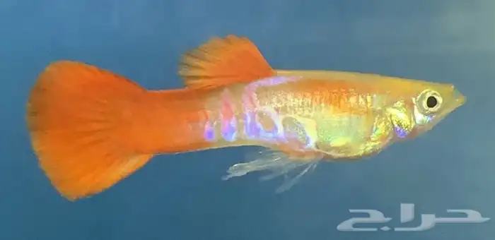 أسماك زينة جوبي الحبة ريال 1 1