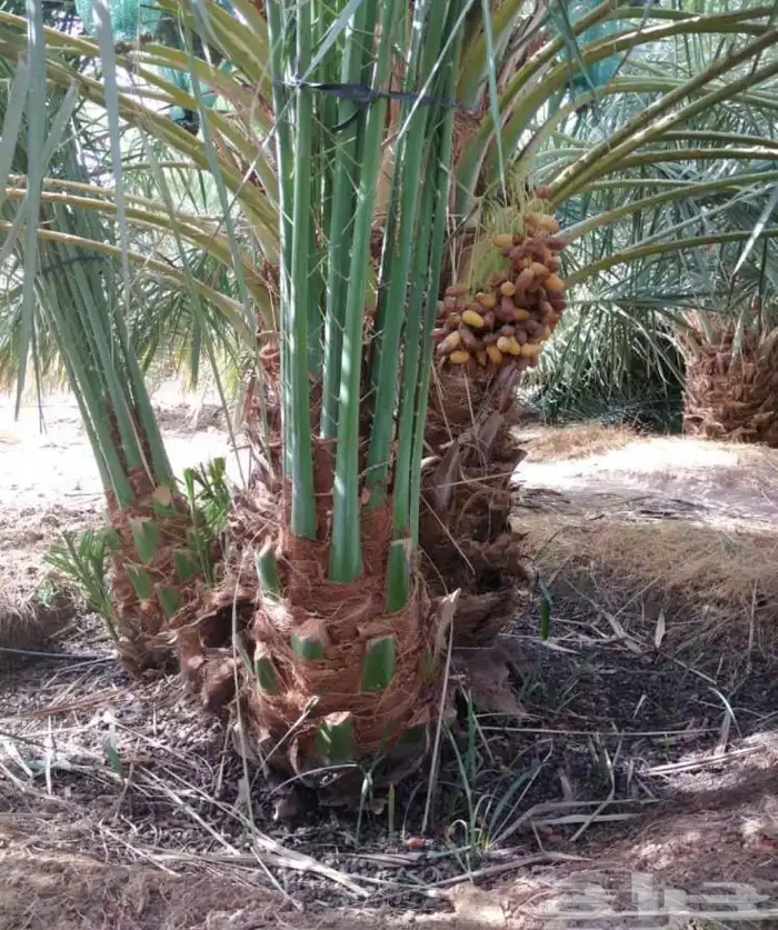 السلام عليكم نقوم بعمل انخيل في انحاء المملكه تكريب و تحيا 0