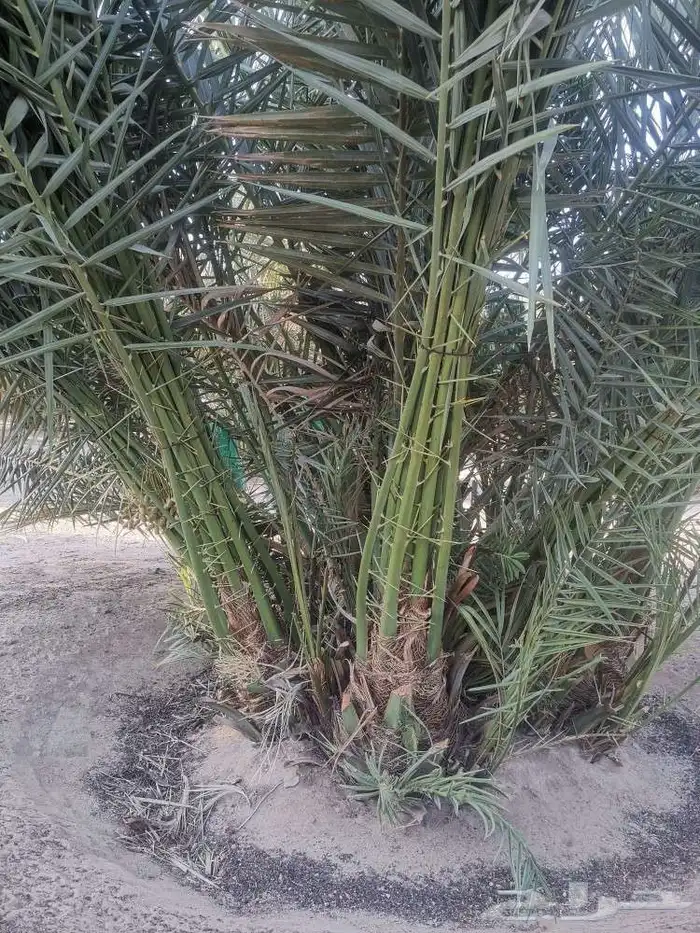 مقول نخل وشبوك مزارعه وتنفيذ مستودعات 0