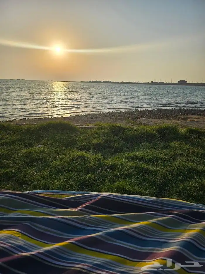 طلب نجيلة طبيعي 0