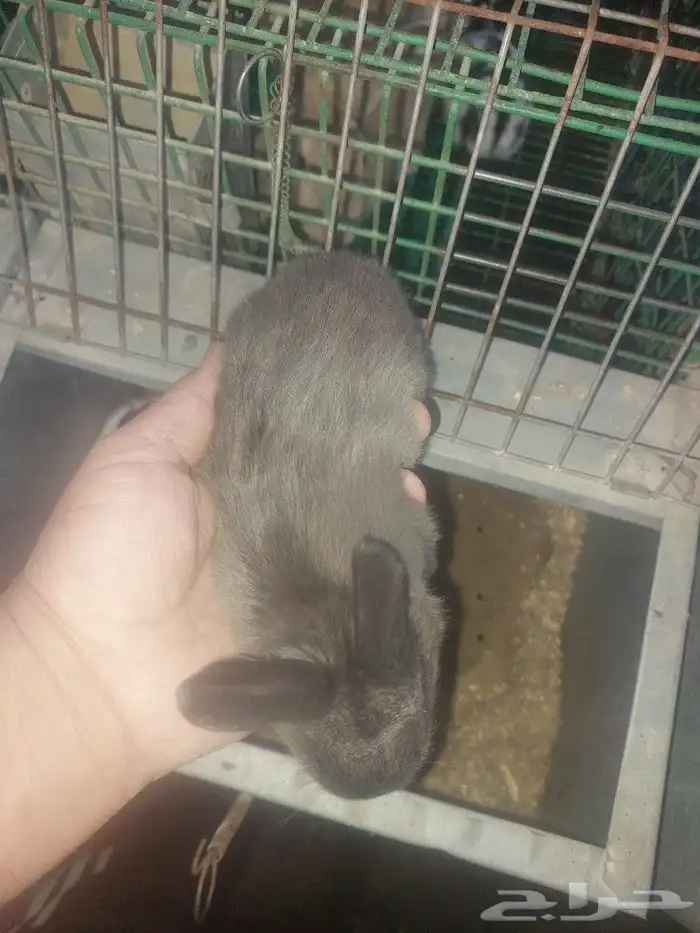 متوفر أرانب صغيره للأطفال المزاحمية 26