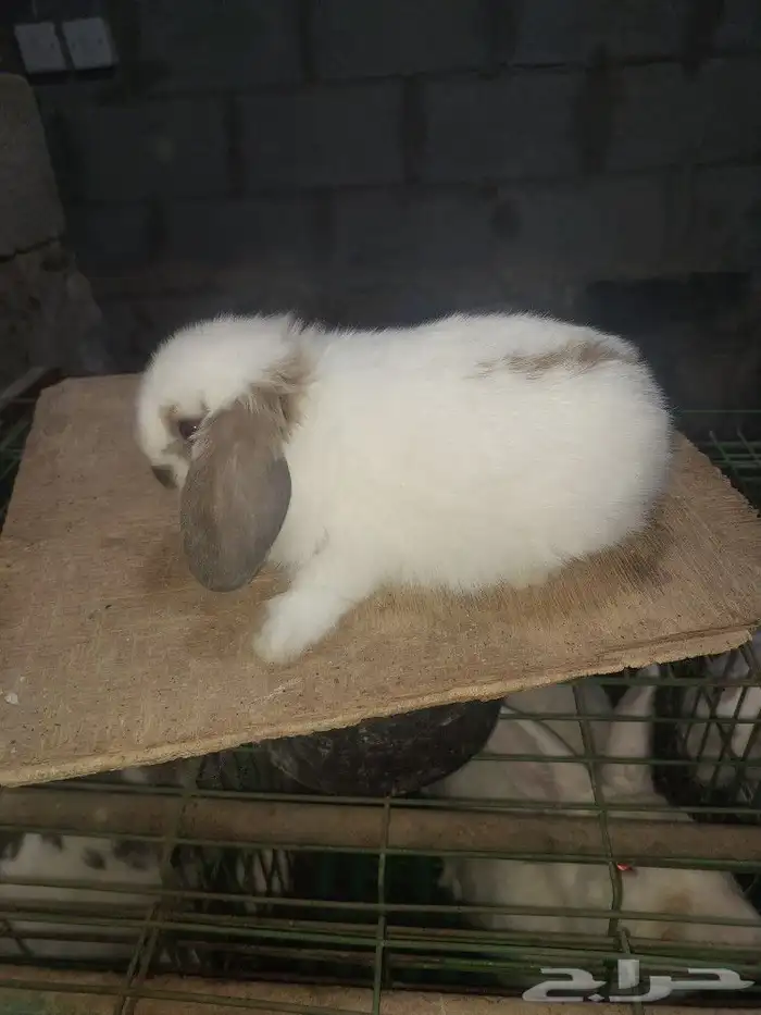 متوفر أرنبه أنتي هولندي لوب دم صافي 10