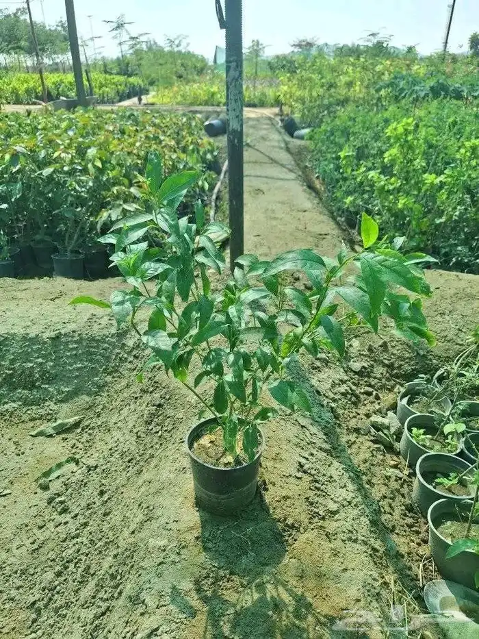 ليمون بنزهير 8