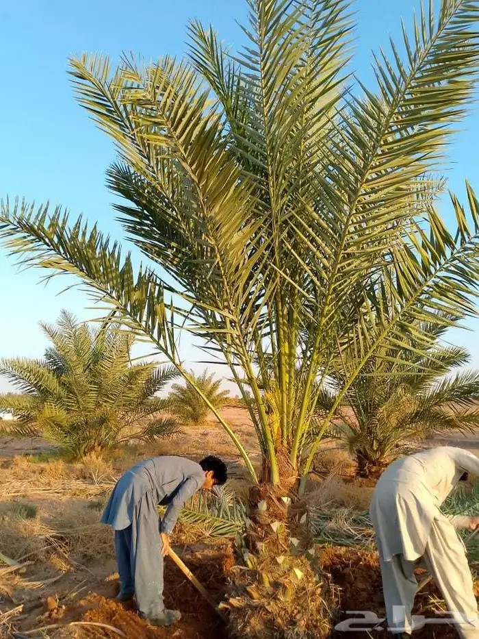 نخل مثمر اخلاص صقعي مجدول سكري برحي نبوت سلج 0