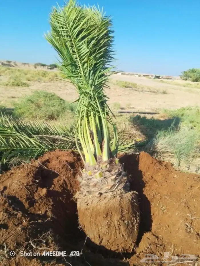 نخل للبيع الرس بريده عنيزه جميع مناطق القصيم 1