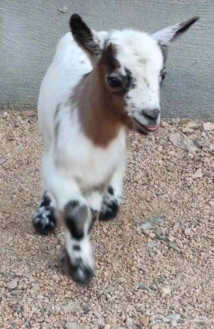 ماعز قزم انثى 5