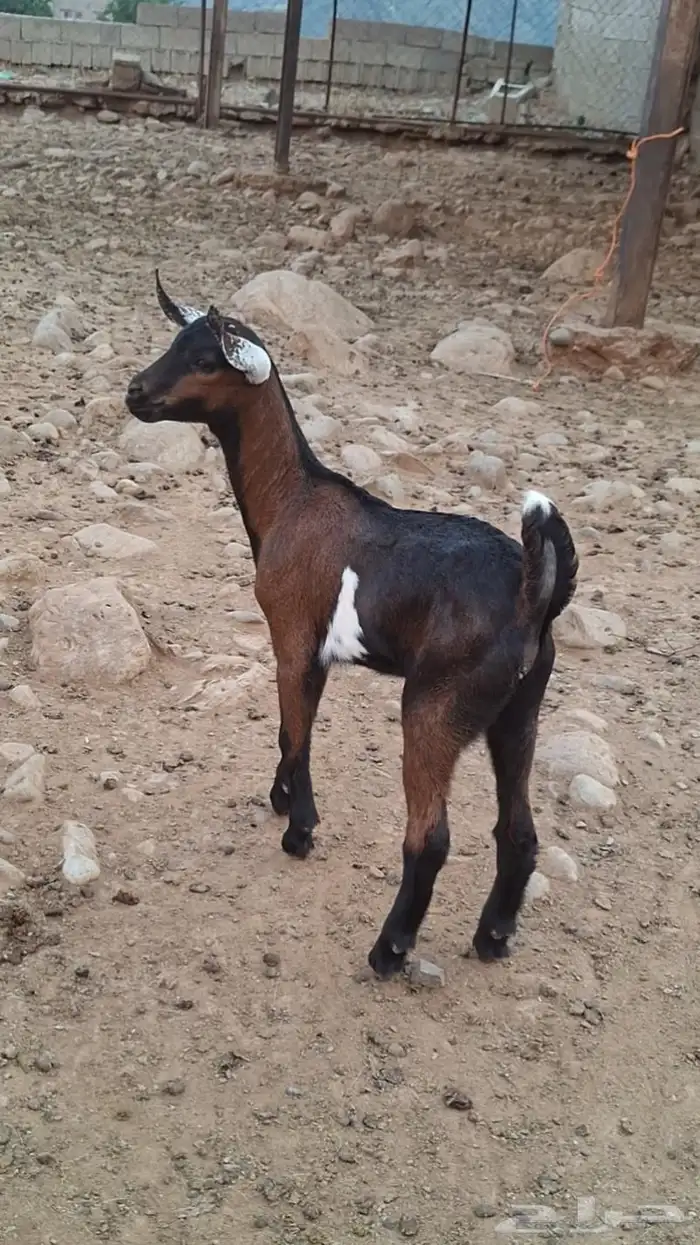 عتود يرضع غنم وضان 2