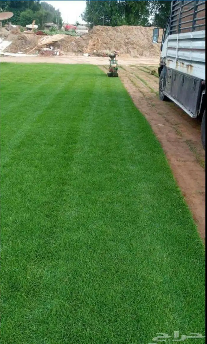 للبيع نجيله خضراء طبيعيه 3