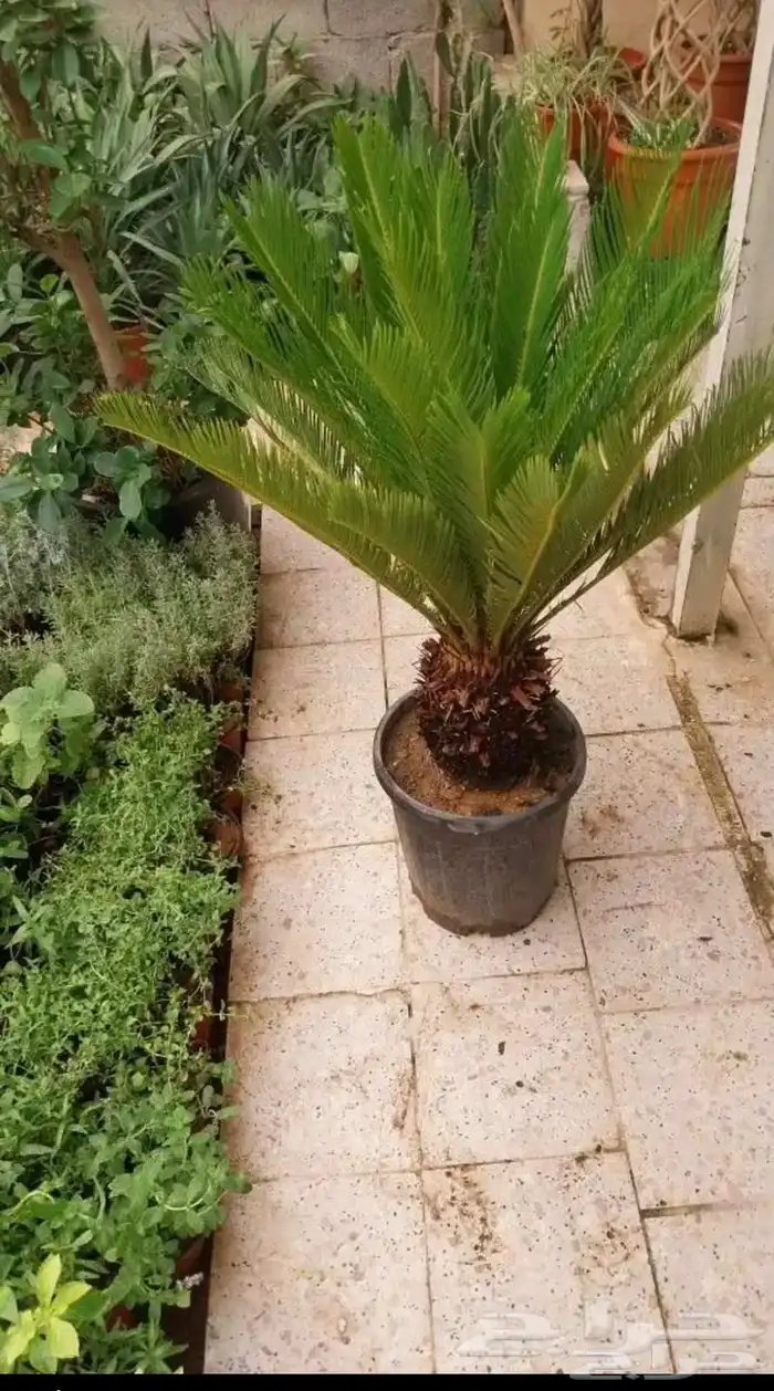 الزراعة الثيل الطبيعي وتركيب شبكات الري العادي والاتوماتيك 9