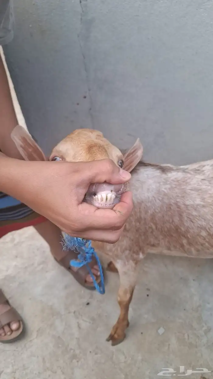 مشورع فحل فاخر ما شاء الله 2