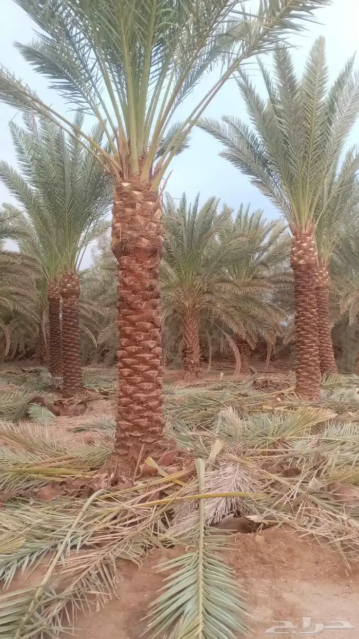 نخل عربي وزيتون مثمر 1