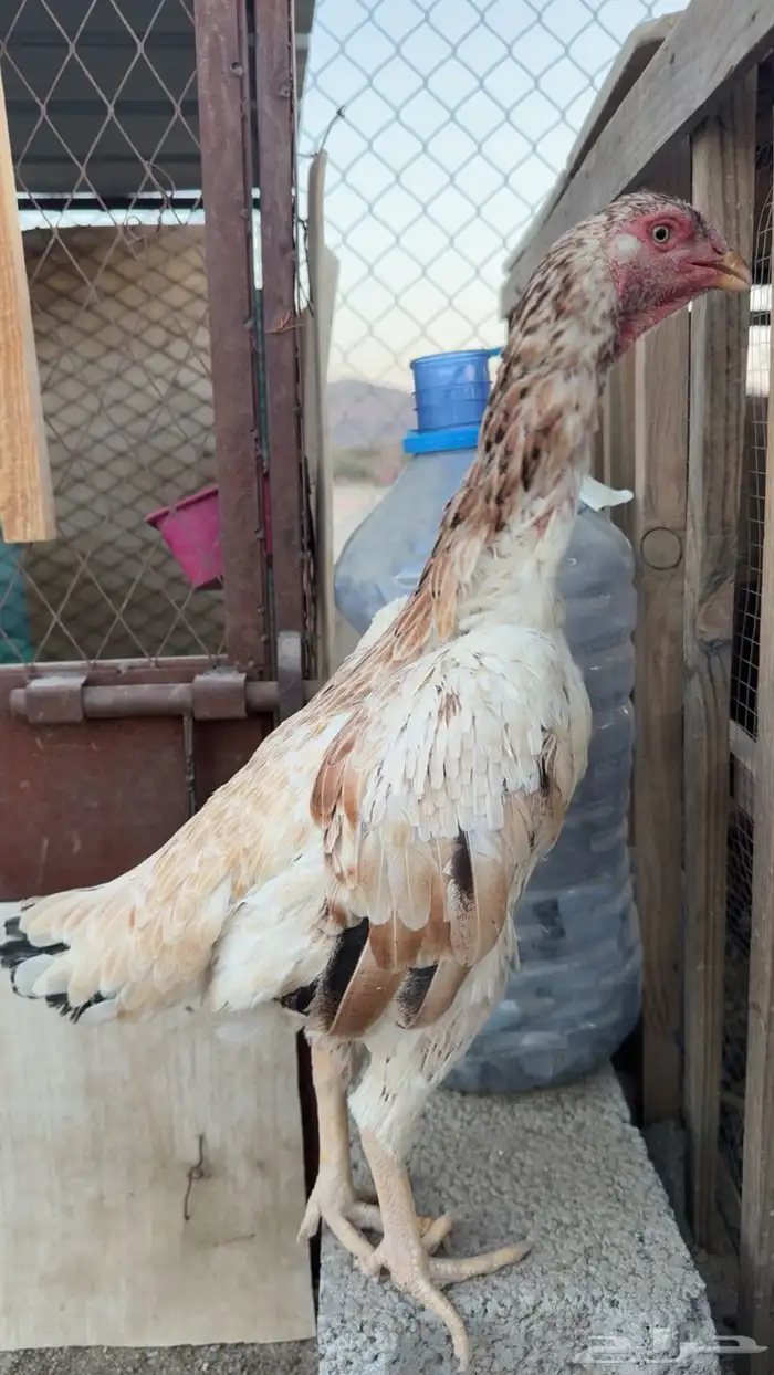 سلام عليكم عرض لكم دجاجة ياباني عمر تقريبا سنه الصحه مضبوط 1