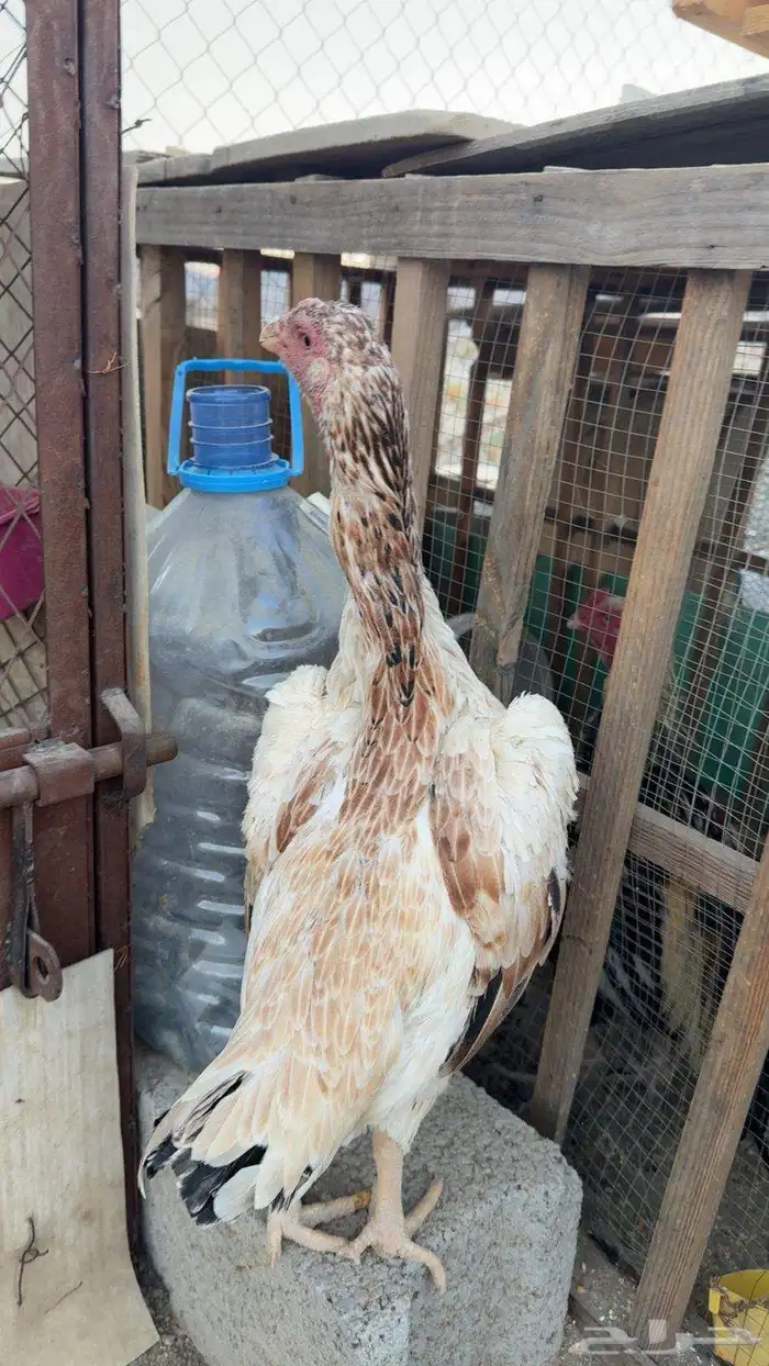 سلام عليكم عرض لكم دجاجة ياباني عمر تقريبا سنه الصحه مضبوط 0