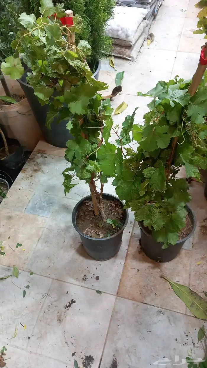 مشتل المدينة لجميع انواع الأشجار والنباتات 7