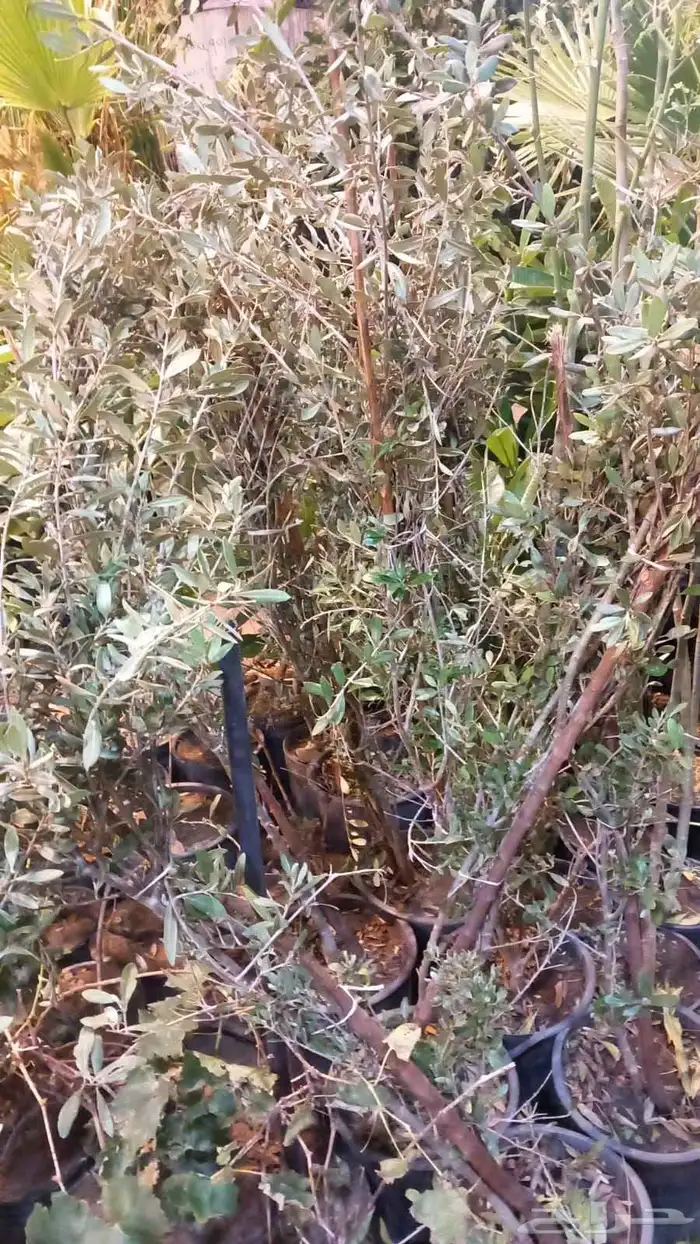 مشتل المدينة لجميع انواع الأشجار والنباتات 6