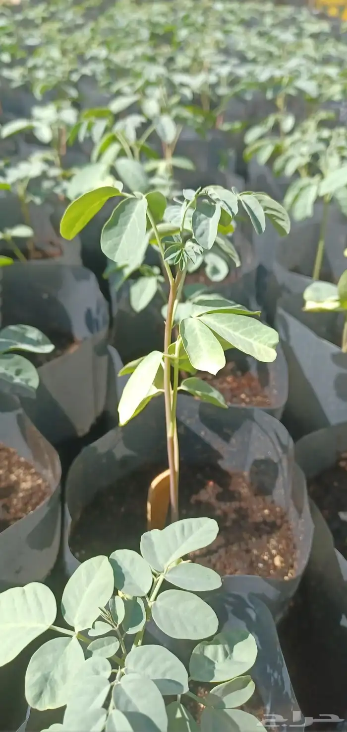 شتلات البان العربي ( اليسر ) 2