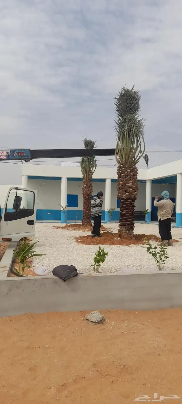 نخل مثمر ذاوي شيشي نبوت سلطانه واشنطني 5