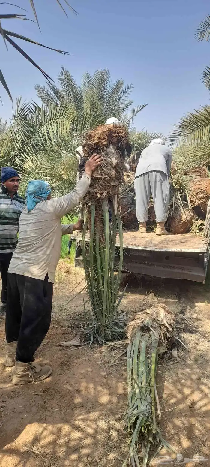 نخل مثمر ذاوي شيشي نبوت سلطانه واشنطني 4