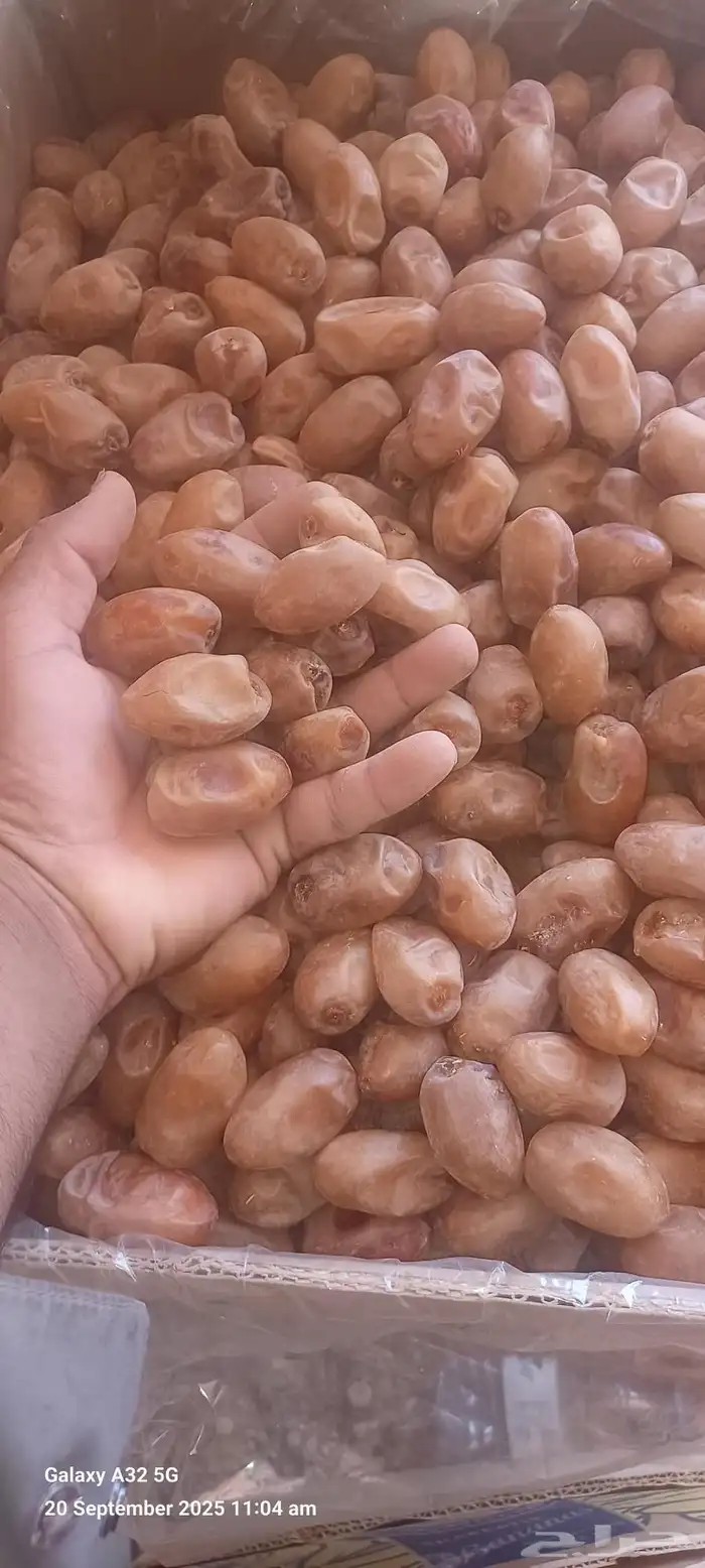 تمور فاخره 1