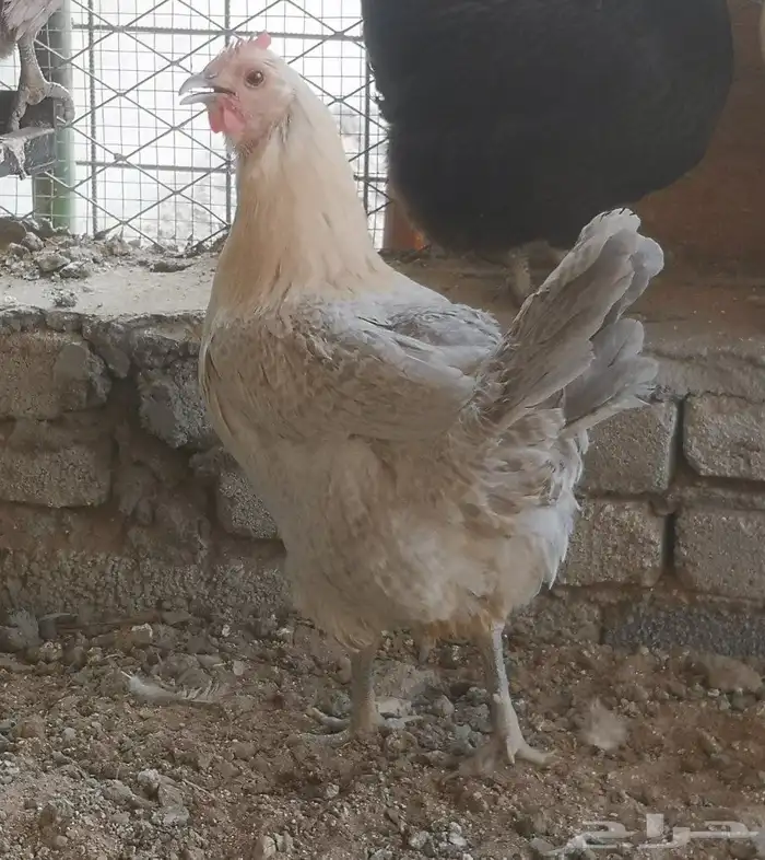 دجاج فيومي سيلفر 1