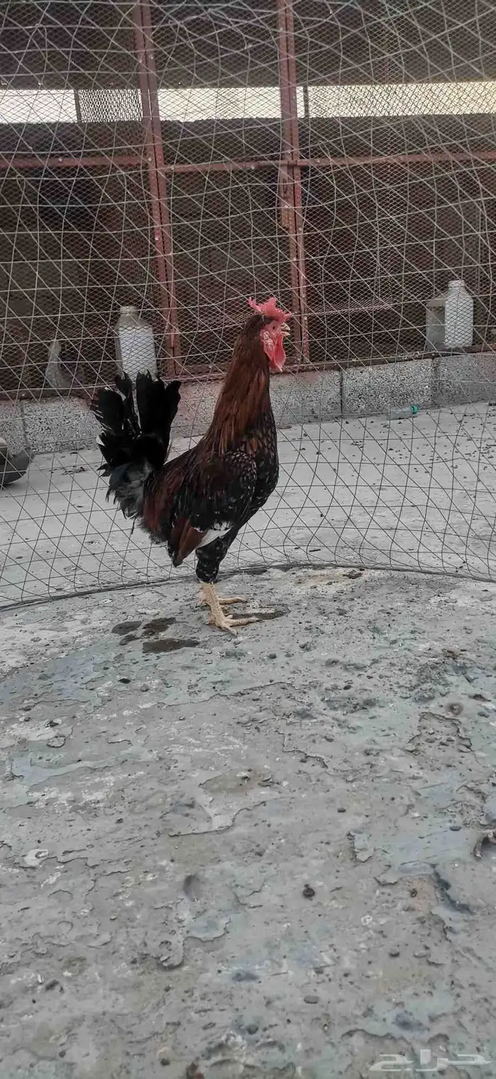 ديك عربي تراث تم البيع 1