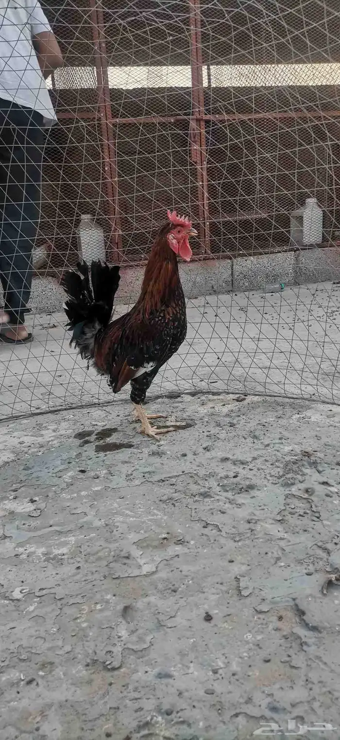 ديك عربي تراث تم البيع 0