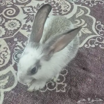 أرنب مجاني 0