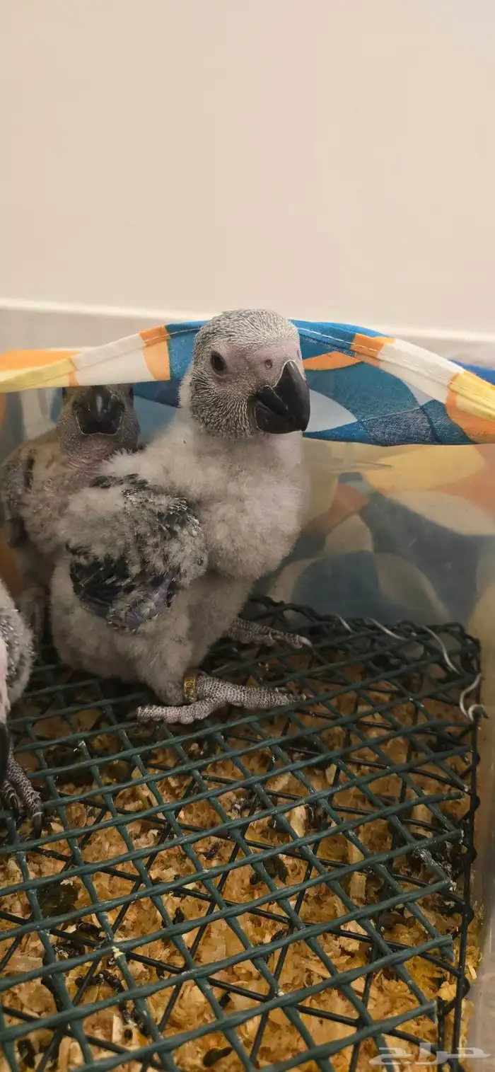 فروخ كاسكو اقساط انتاج محلي 2