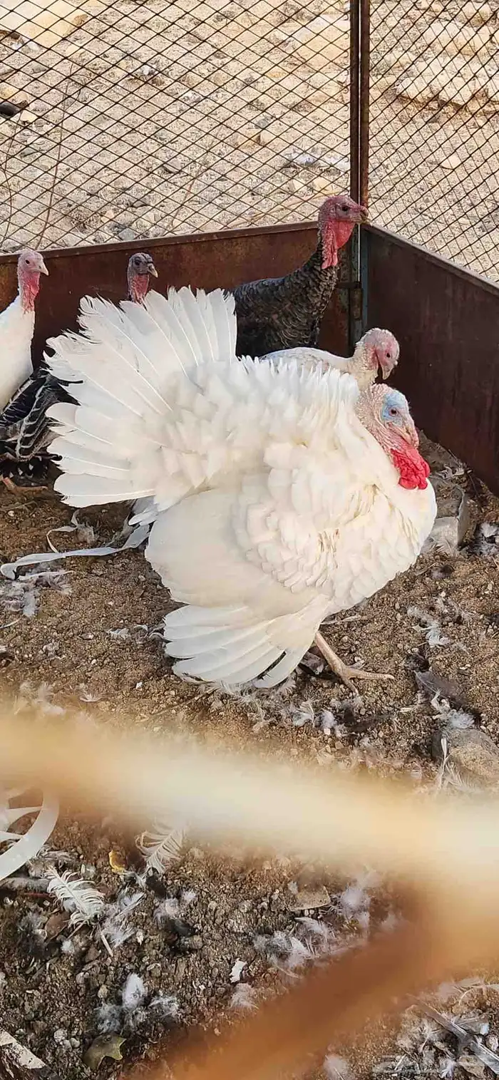 دجاج رومي بشاير 3