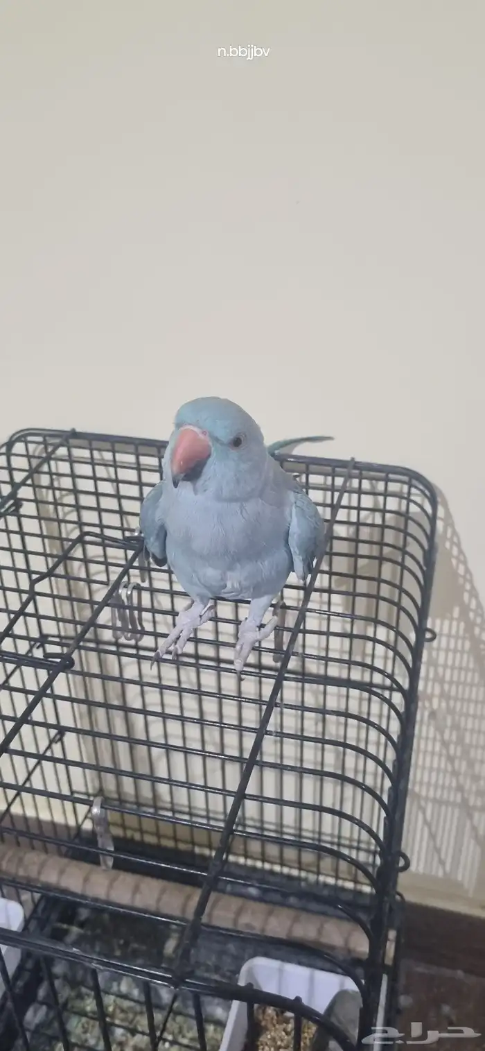 دره هولندي انثى اليفه 0