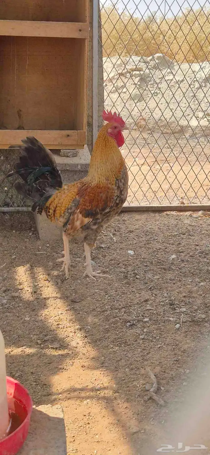 ديك بلدي نادر 0