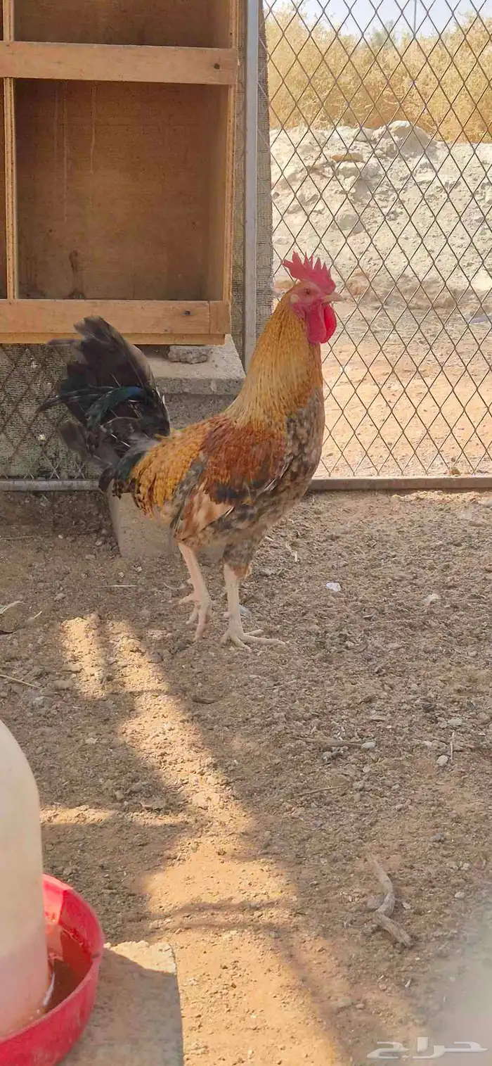 ديك بلدي نادر 1