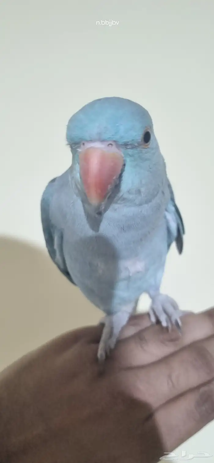 دره هولندي انثى اليفه 4