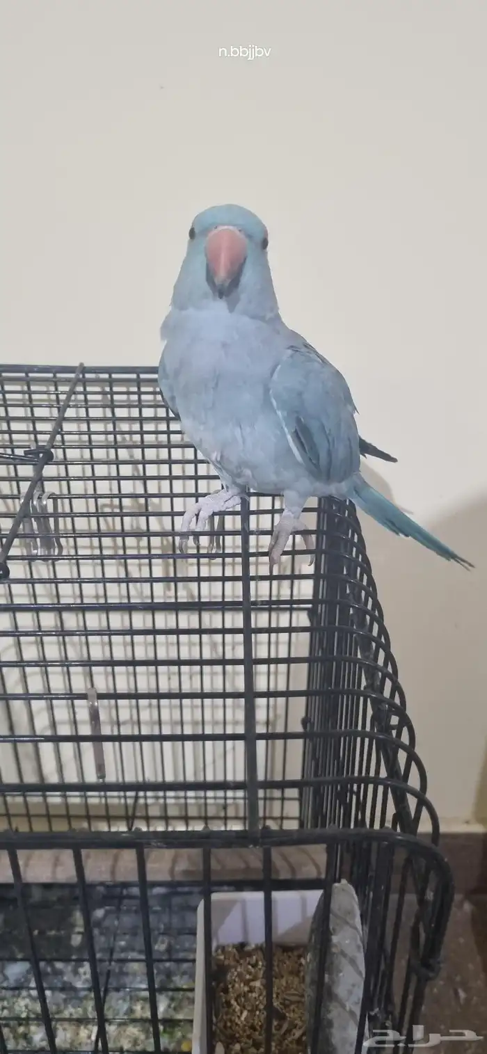 دره هولندي انثى اليفه 1