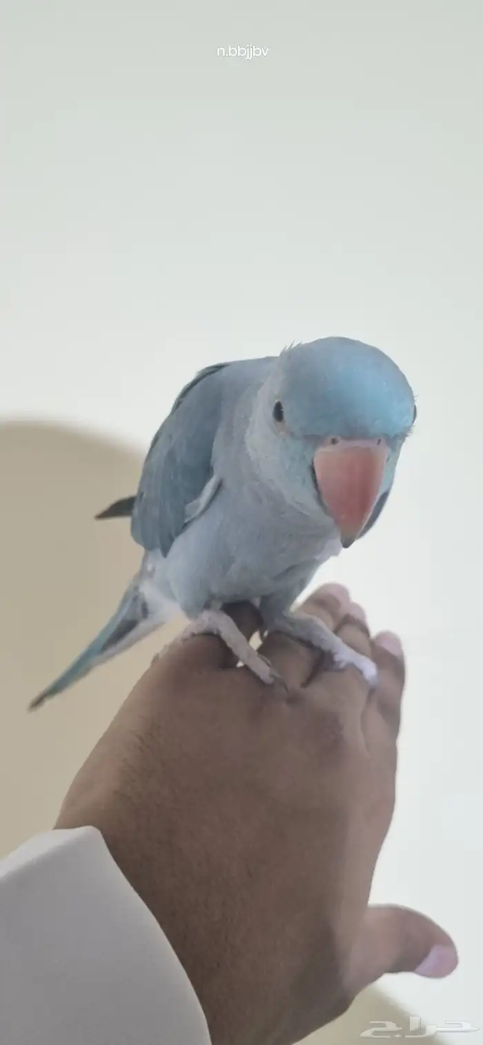 دره هولندي انثى اليفه 5