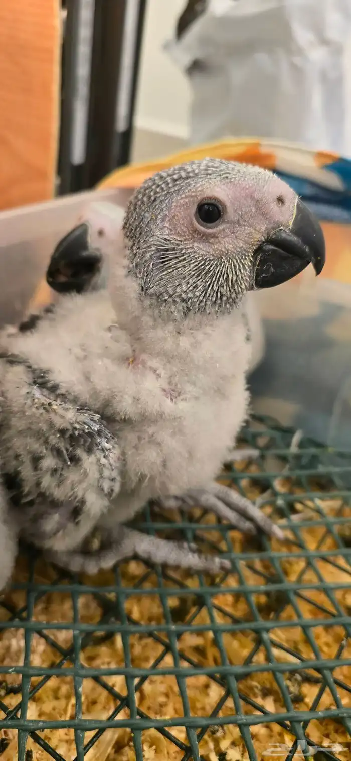 فروخ كاسكو اقساط انتاج محلي 0