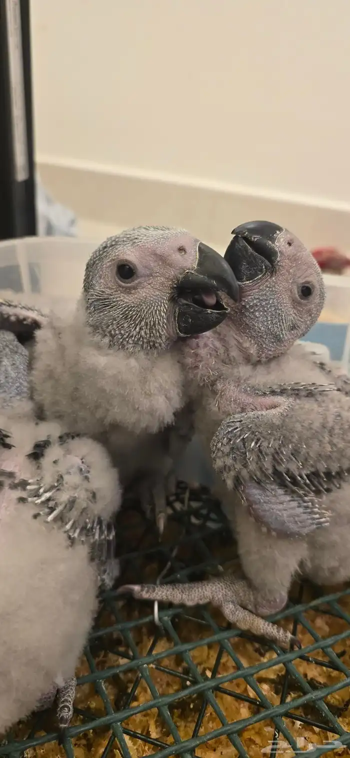 فروخ كاسكو اقساط انتاج محلي 3