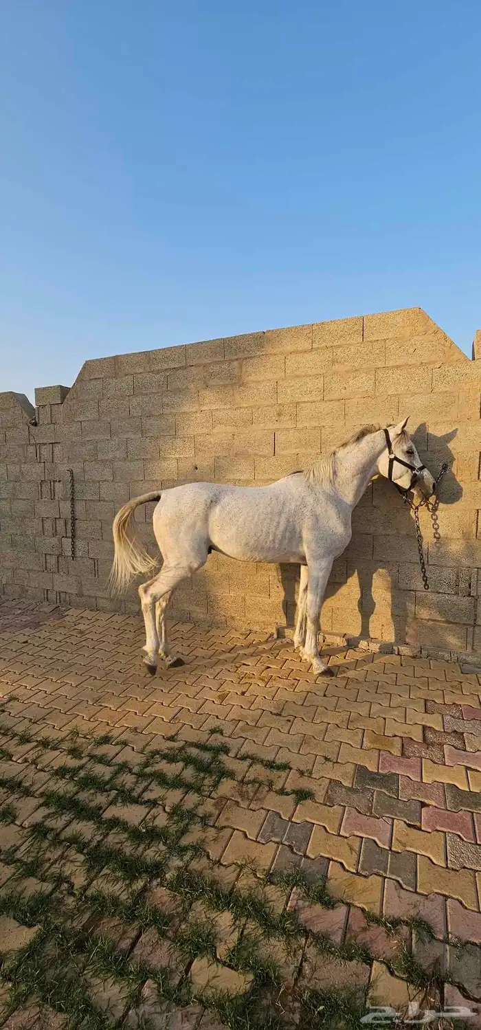 حصان واهو للبيع 1