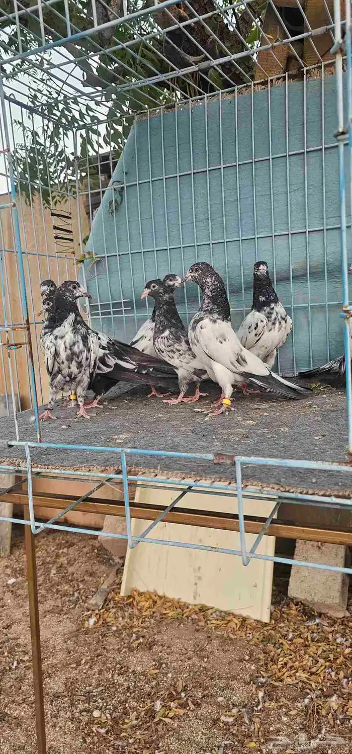 حمام باكستاني تيادي 1