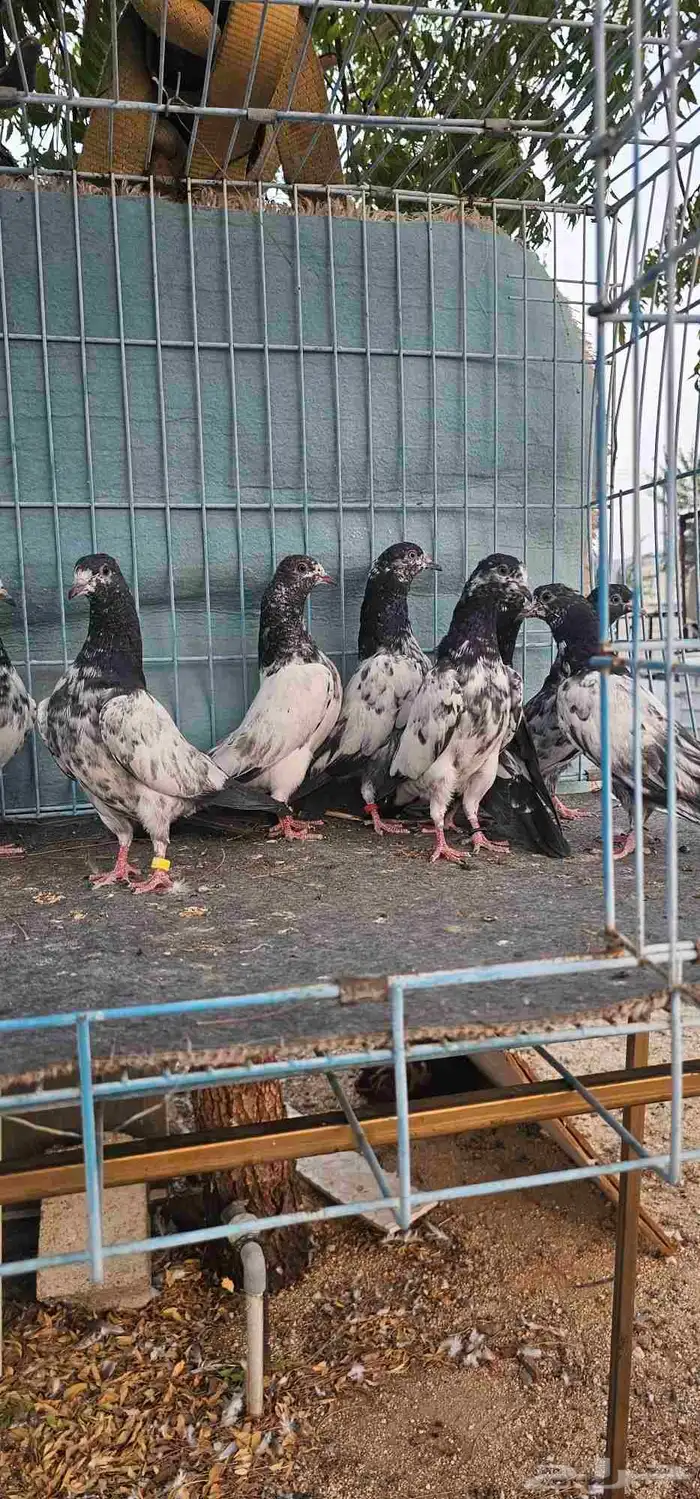 حمام باكستاني تيادي 2