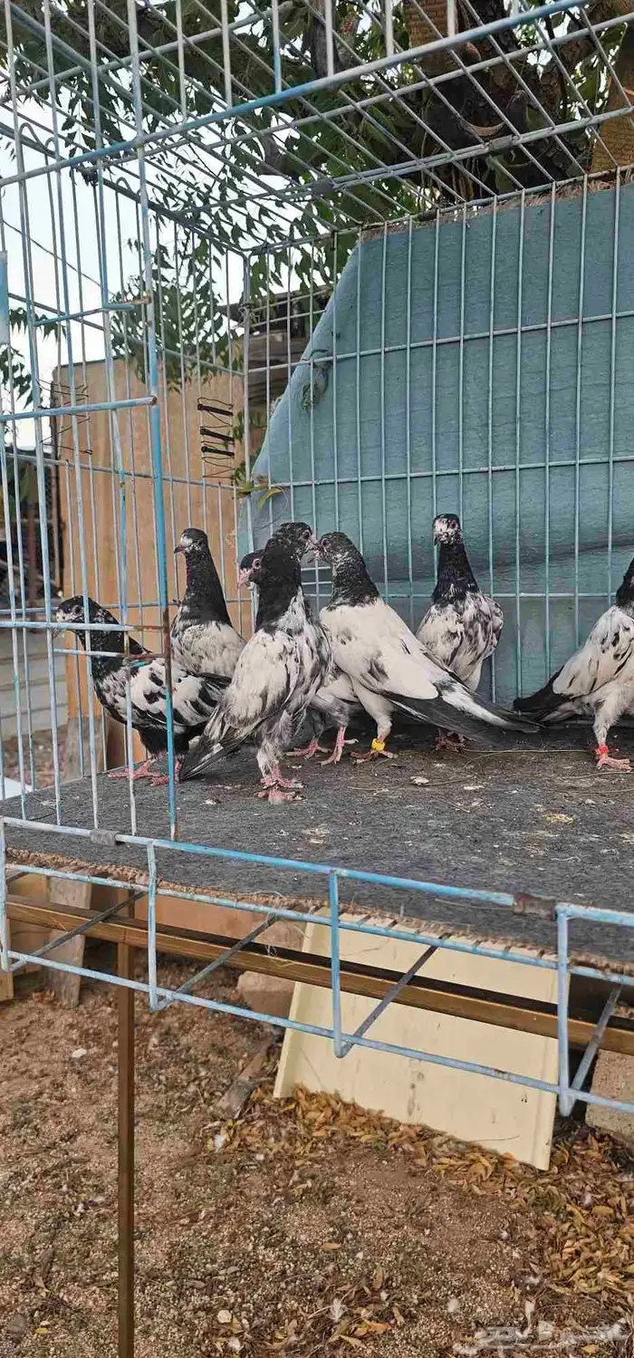 حمام باكستاني تيادي 0