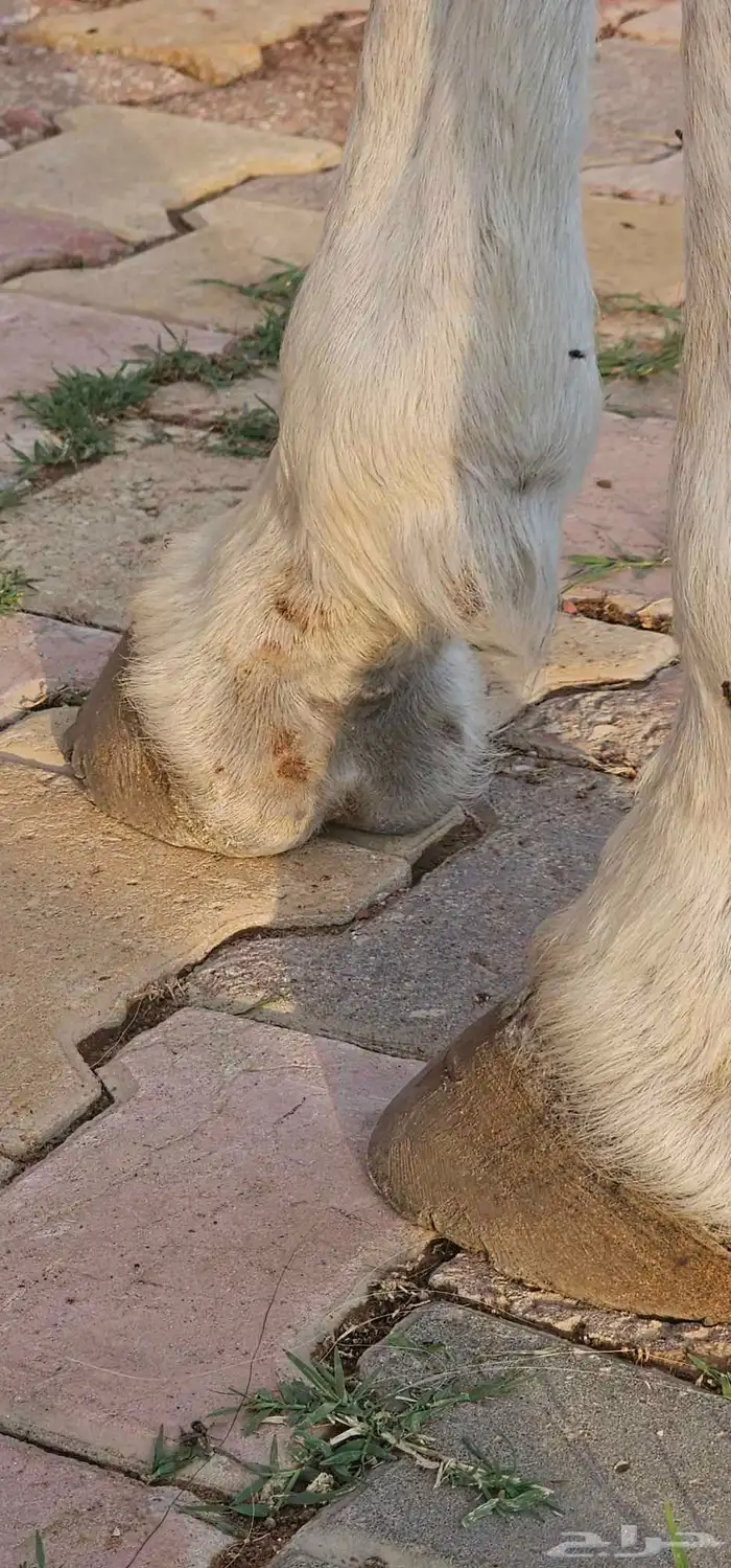 حصان واهو للبيع 3